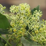 Hedera helix - Brečtan popínavý 13-07-08