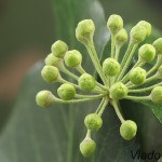 Hedera helix - Brečtan popínavý 13-15-46