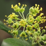 Hedera helix - Brečtan popínavý 13-19-23