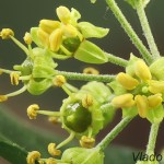 Hedera helix - Brečtan popínavý 13-19-23m