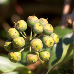 Hedera helix - Brečtan popínavý IMG_2934