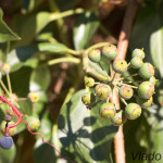 Hedera helix - Brečtan popínavý IMG_2942