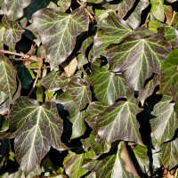 Hedera helix - Brečtan popínavý IMG_8181