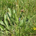 Hypochaeris uniflora - Prasatnica jednoúborová IMG_0556