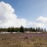 Crocus discolor - Šafran spišský 9440