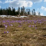 Crocus discolor - Šafran spišský 9441