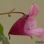 Impatiens sp. - Netýkavka 165523