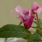 Impatiens sp. - Netýkavka 165814