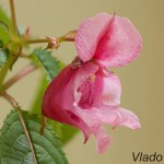 Impatiens sp. - Netýkavka 170211