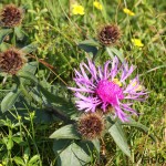 Jacea pratensis - Nevädzovec lúčny 101033