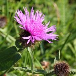 Jacea pratensis - Nevädzovec lúčny IMG_0480