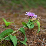 Jacea pratensis - Nevädzovec lúčny IMG_4322