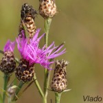 Jacea pratensis - Nevädzovec lúčny IMG_8313