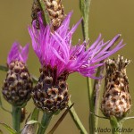 Jacea pratensis - Nevädzovec lúčny IMG_8314