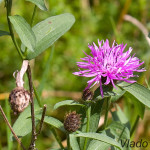 Jacea pratensis - Nevädzovec lúčny IMG_8801