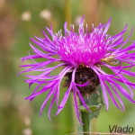 Jacea pratensis - Nevädzovec lúčny IMG_8803