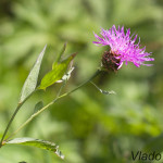 Jacea pratensis - Nevädzovec lúčnyIMG_8825