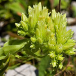 Jovibarba globifera subsp. hirta - Skalnica srstnatá IMG_4563