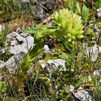 Jovibarba globifera subsp. hirta - Skalnica srstnatá IMG_4564