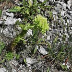 Jovibarba globifera subsp. hirta - Skalnica srstnatá IMG_6243