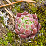 Jovibarba globifera subsp. hirta - Skalnica srstnatá IMG_6414