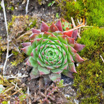 Jovibarba globifera subsp. hirta - Skalnica srstnatá IMG_6415