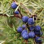 Juniperus communis - Borievka obyčajná 181209