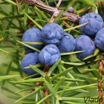 Juniperus communis - Borievka obyčajná 182520