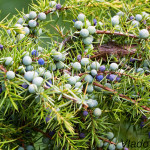 Juniperus communis - Borievka obyčajná IMG_2396