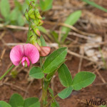 Lathyrus sp. - Hrachor IMG_4596