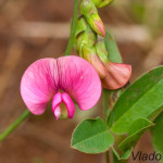 Lathyrus sp. - Hrachor IMG_4599