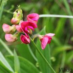 Lathyrus sp. - Hrachor IMG_6063