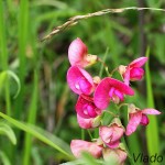 Lathyrus sp. - Hrachor IMG_6064