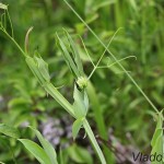 Lathyrus sp. - Hrachor IMG_6065