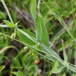 Lathyrus sp. - Hrachor IMG_6066