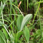 Lathyrus sp. - Hrachor IMG_6067