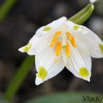 Leucojum vernum L. - Bleduľa jarná 18-40-30