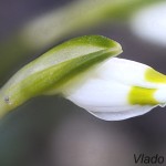 Leucojum vernum L. - Bleduľa jarná 19-56-00