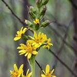 Ligularia sibirica - Jazyčník sibírsky IMG_0125