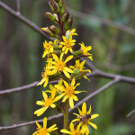 Ligularia sibirica - Jazyčník sibírsky IMG_0127