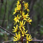 Ligularia sibirica - Jazyčník sibírsky IMG_1562