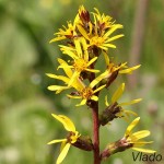 Ligularia sibirica - Jazyčník sibírsky IMG_1567a