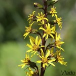 Ligularia sibirica - Jazyčník sibírsky IMG_3994a