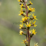 Ligularia sibirica - Jazyčník sibírsky IMG_5783