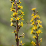 Ligularia sibirica - Jazyčník sibírsky IMG_5784