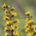 Ligularia sibirica - Jazyčník sibírsky IMG_5785