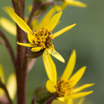 Ligularia sibirica - Jazyčník sibírsky IMG_5790