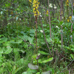 Ligularia sibirica - Jazyčník sibírsky IMG_5924