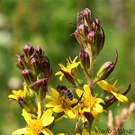 Ligularia sibirica - Jazyčník sibírsky IMG_5930