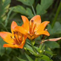 Lilium bulbiferum - Ľalia cibuľkonosná IMG_3244